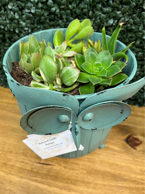 Owl planters with succulents