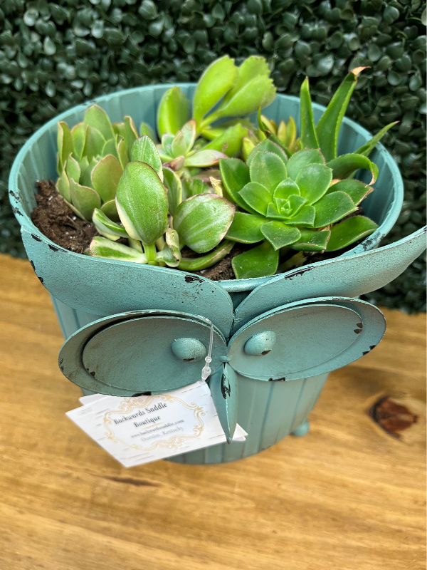 Owl planters with succulents