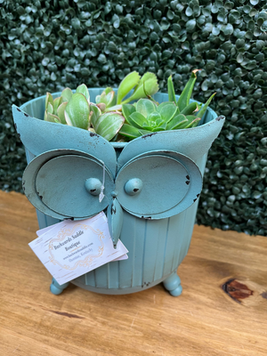 Owl planters with succulents
